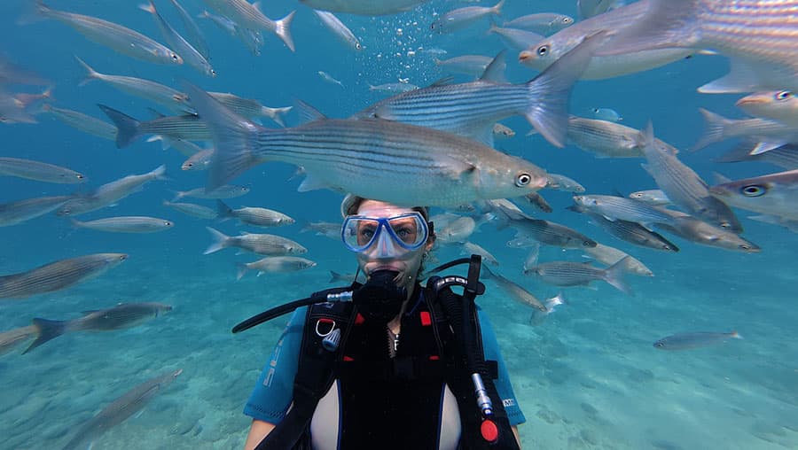 Fish Feeding Try Dive
