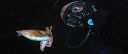 Night Dive